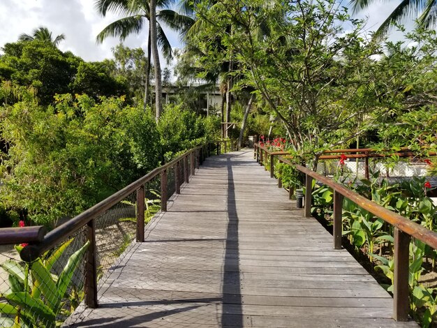 A wooden walkway with a palm tree in the background