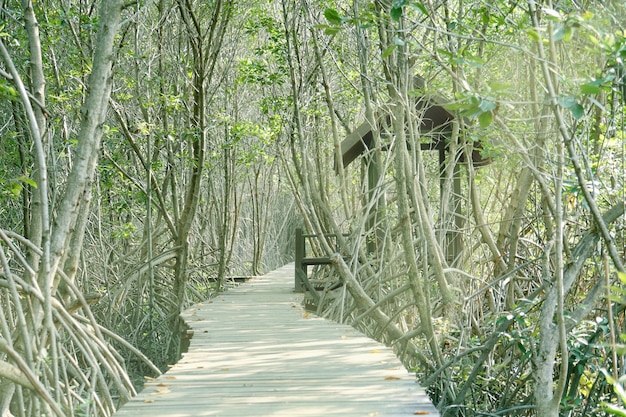 Wooden walkway with pavilion for rest in mangrove forest