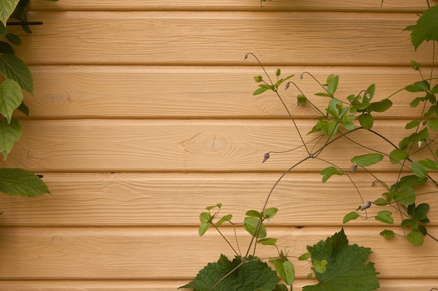 Wooden wall with ivy