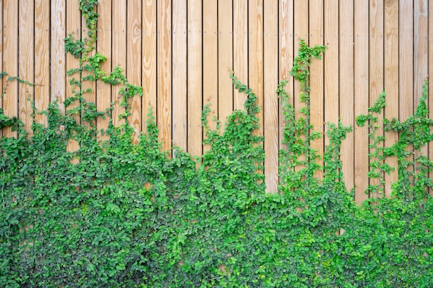 Wooden wall with vine