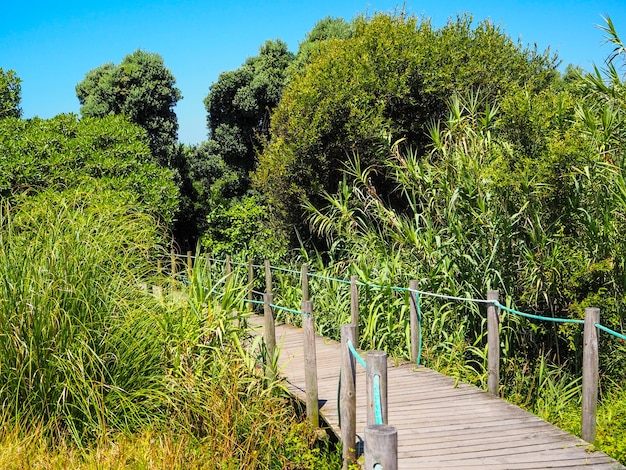 Wooden way in a green forest