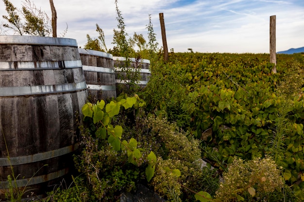 Botte di vino in legno nel vigneto