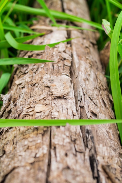 Wooden with green grass background 