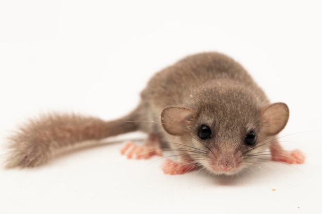 The woodland dormouse Graphiurus murinus African pygmy dormouse isolated on white background