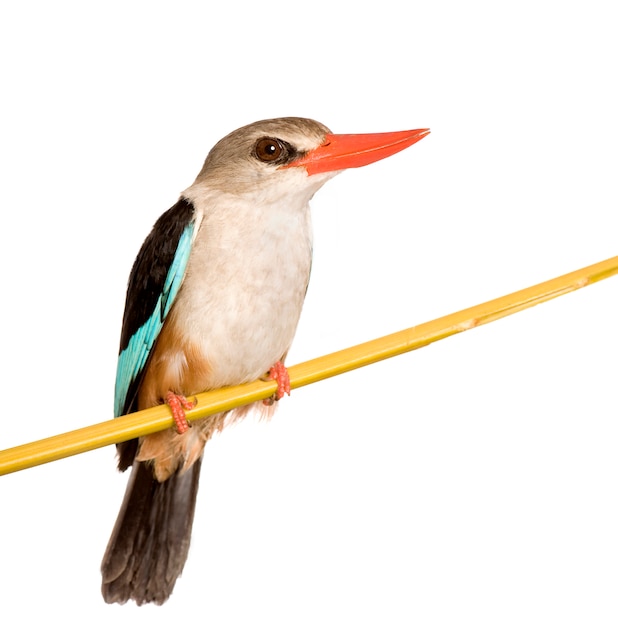 Woodland Kingfisher - Halcyon senegalensis geïsoleerd.