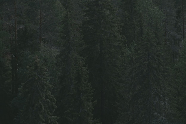 Woodland at night in the moonlight