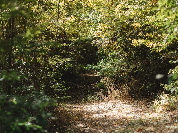 Woodland path in dense deciduous forest forest landscape\
background