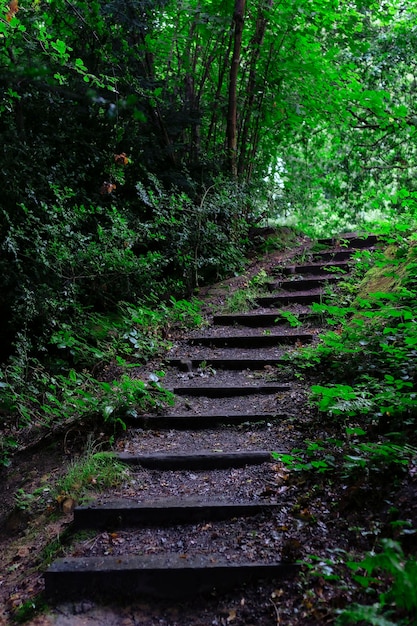 Woodland steps