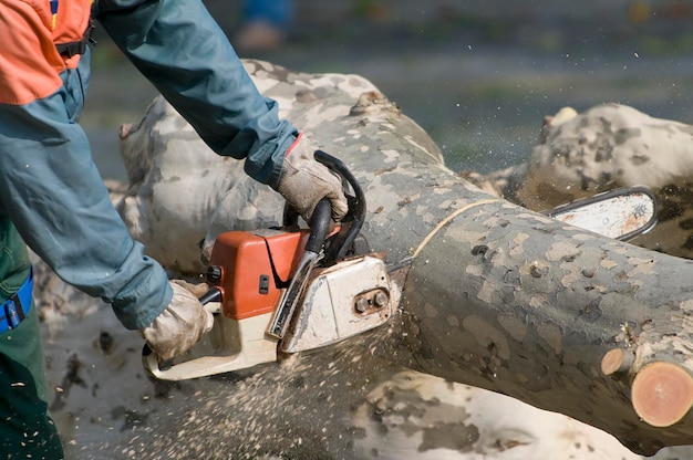 Woodman sawing trunk