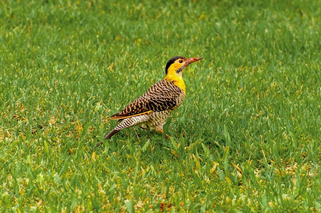 Дятел Campo Flicker в траве в Бразилии Colaptes campestris