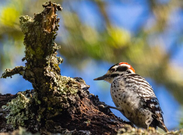 Photo woodpecker on branch