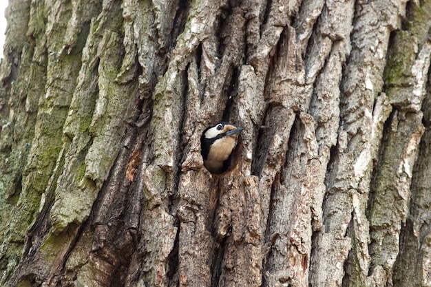 Picchio che taglia a pezzi la cavità nel pino per il nido. uccello in un albero cavo