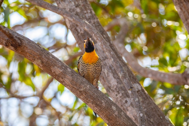 Woodpecker Colaptes campestris perched on a tree branch in selective focus quotpicapau do campoquot