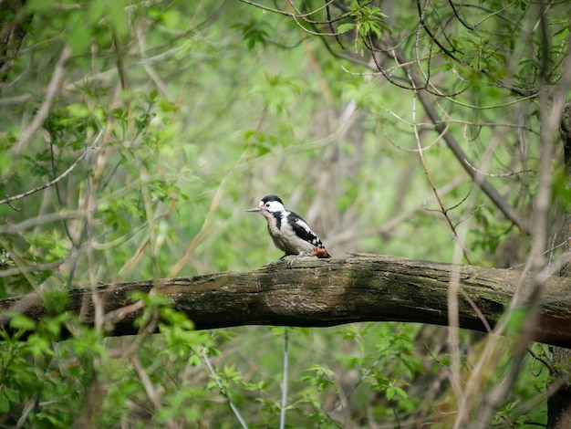 Woodpecker sitting on a fallen tree in the forest