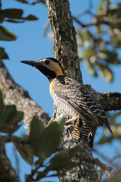Woodpecker in t tree