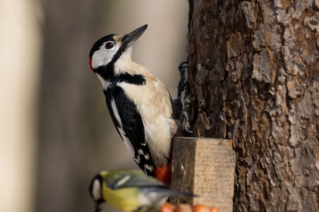 Woodpecker on a tree