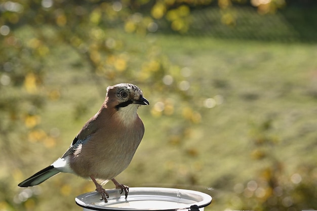 a woodpecker