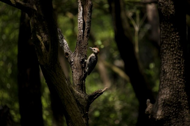 Photo woodpecker