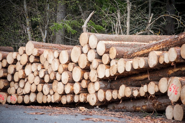 Woodpile in the forest to dry for use as firewood