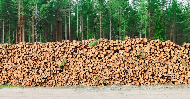 Woodpile of freshly chopped pine logs 