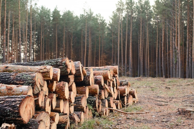 Woodpile of freshly harvested pine logs lays near the pine forest