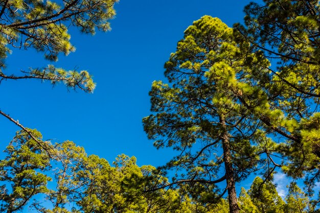 Sfondo di boschi con alberi ad alto fusto e bellissimo parco naturale all'aperto - luce solare tra foglie e cielo blu - concetto di ambiente e montagna all'aperto