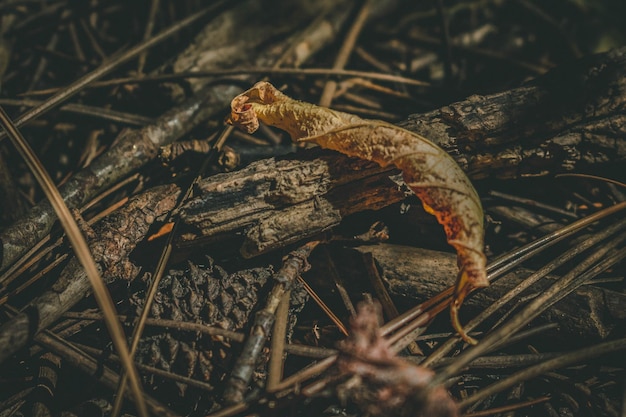 森のもろさ植物林の木の季節