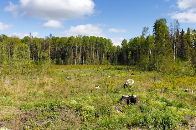 Woods logging  stump after deforestation hack woods