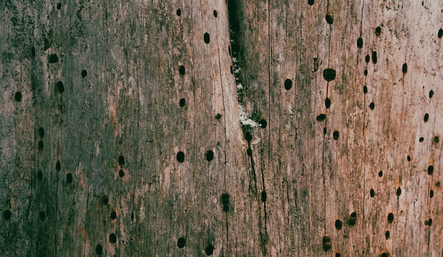 Woodworm made holes in trunk Background of Old wooden trunk affected by woodworm with holes Woodeating larvae of species of beetle