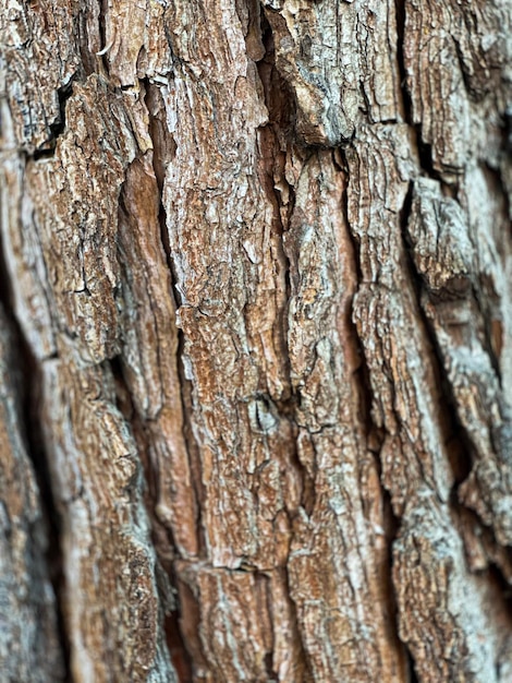 woody texture