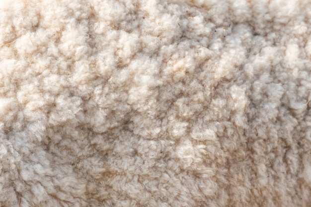 Wool soft sheep surface close up