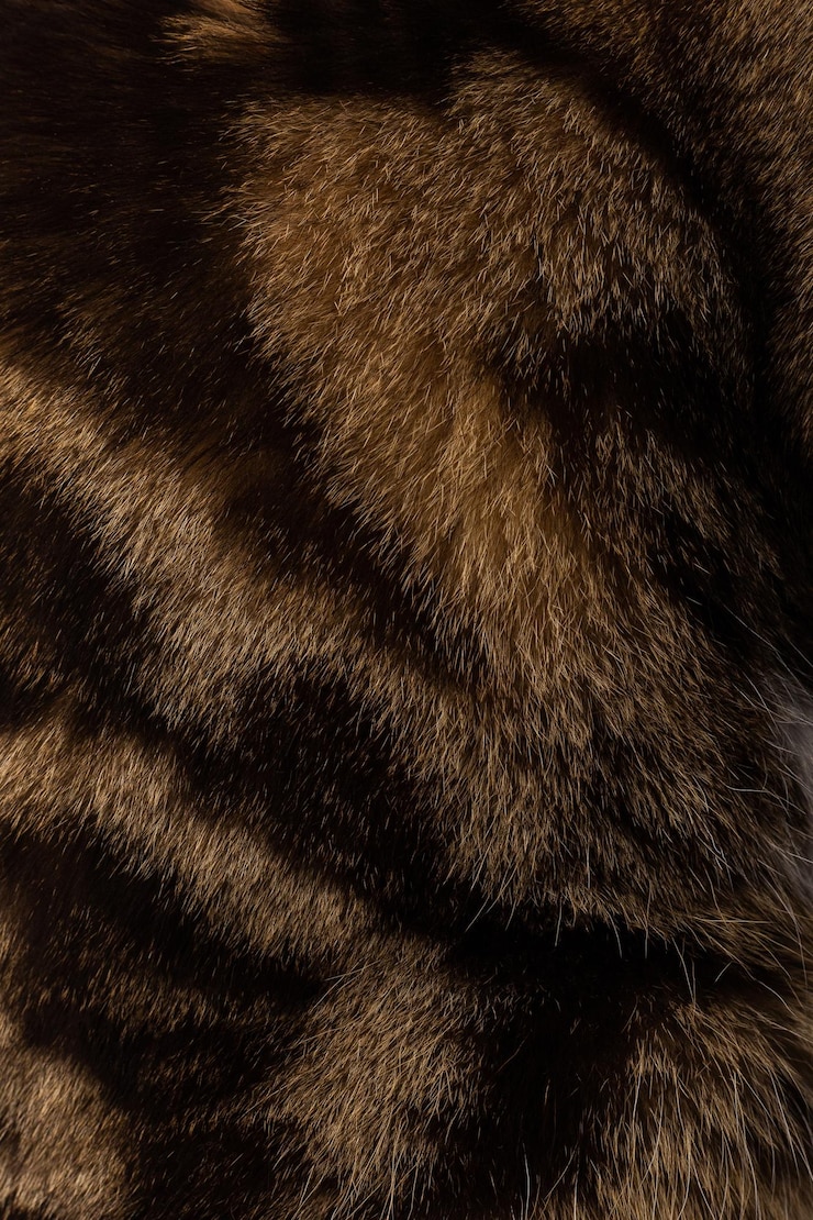 Wool tabby brown gold cat background