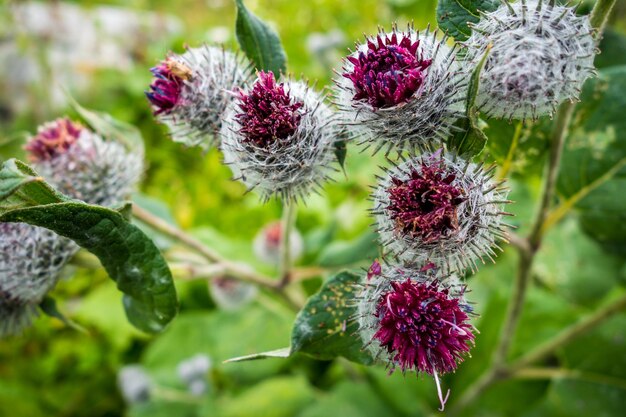 Woolly Burdock - Arctium Tomentosum - 프랑스 오트사부아의 클로즈업 보기