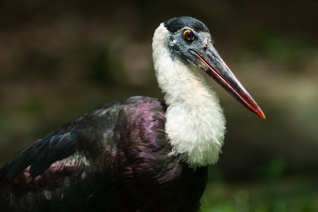 Photo woolly-necked stork,asian woollyneck (ciconia episcopus)