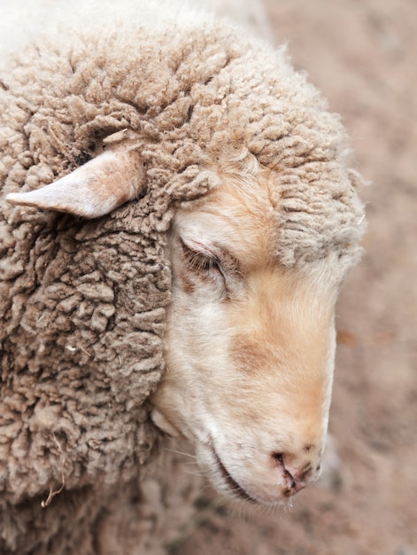 写真 動物園の羊毛の羊、夏の日