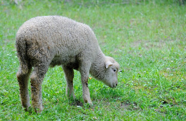 Woolly sheep standing in green field