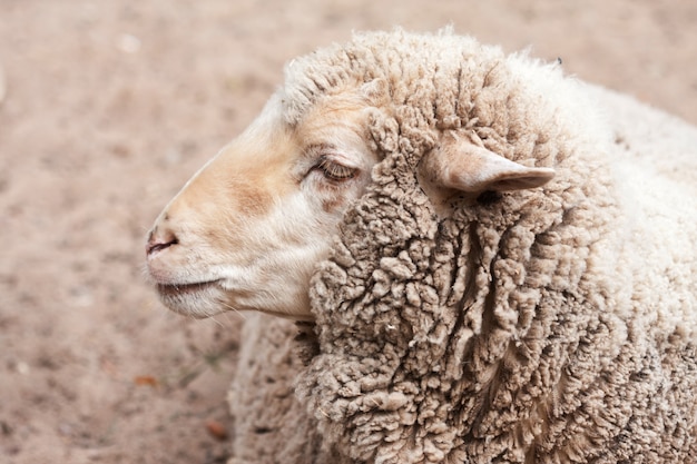 Woolly sheep in zoo