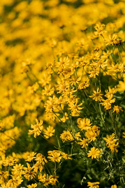 Woolly sunflowers in the field