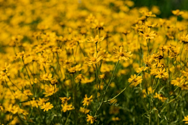 Woolly sunflowers in the field