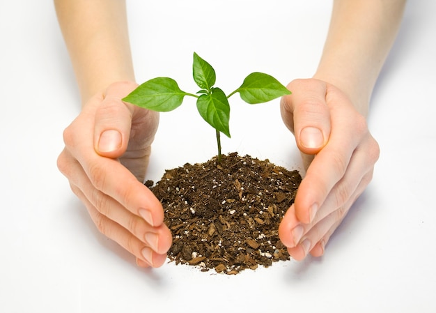 Wooman holding a plant between hands