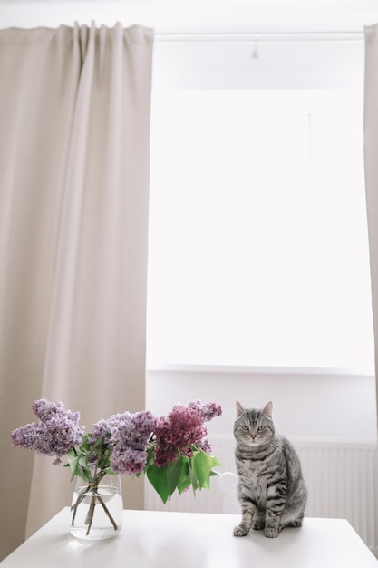 Woondecoratieboeket van seringen in een vaas en een kat in huis