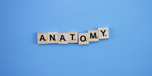 The word anatomy spelt with wooden letters