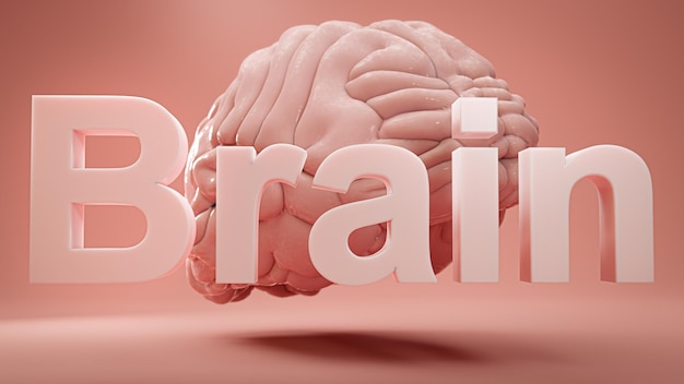 Word brain and model of human brain over pink studio background Concept of inspiritation creativity idea education innovation and energy 3D rendering