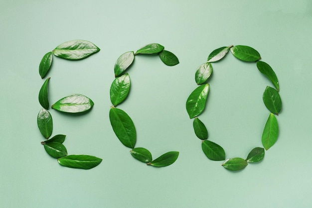 녹색 배경에 잎으로 만든 Word Eco 평면도 평면도 생태 환경 친화적인 행성 및 지속 가능한 환경 개념 녹색 생각