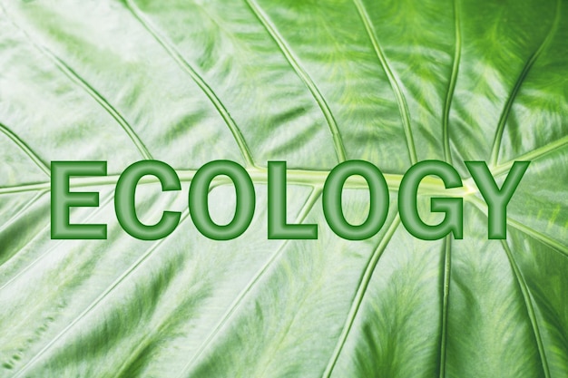 The word ecology is written on a background of green leaf Eco concept