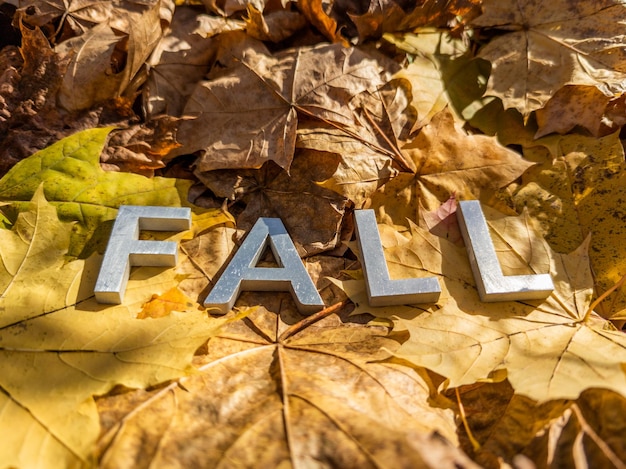 The word fall laid with metal letters over yellow autumn fallen leaves closeup with selective focus