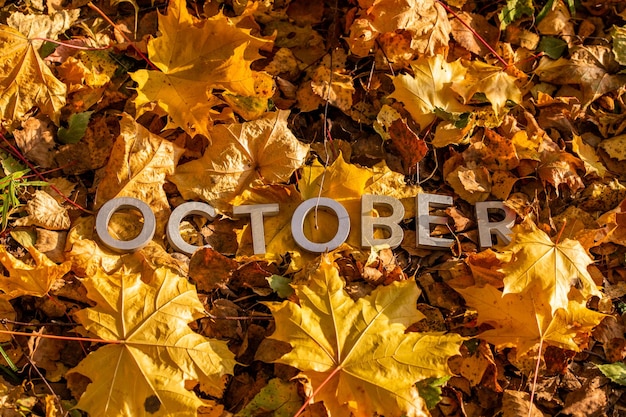 The word october laid with silver metal letters on the ground dry maple leaves