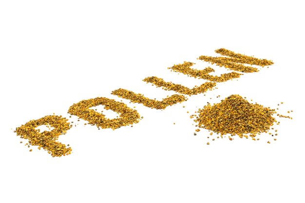 字"花粉"用黃色花粉粒放在白色背景上,對角角度