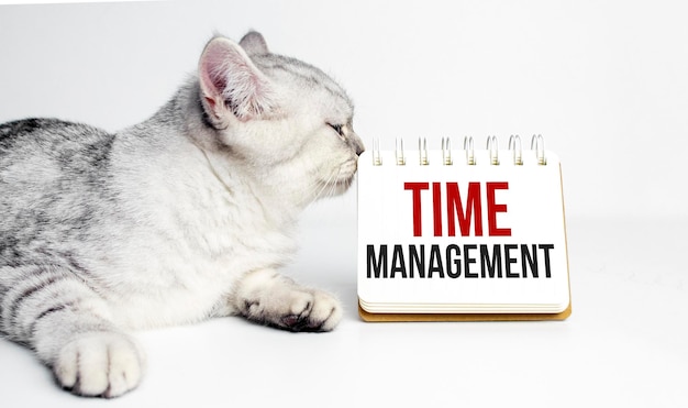 Word time management and grey cat with white notebook