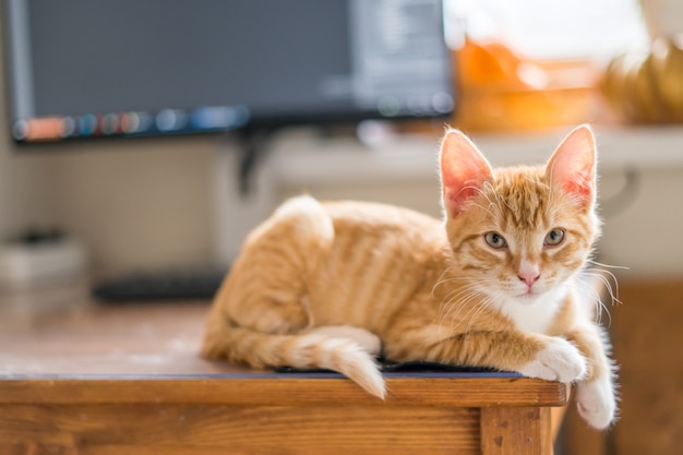 Work from home. Ginger cat sleeping under computer. High quality photo